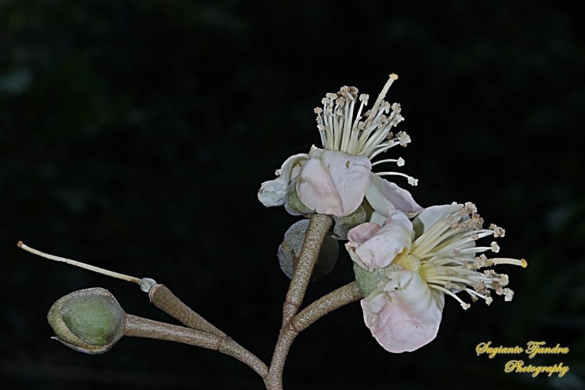 Durian flower  Durio zibethinus,Geotagged,Indonesia,Spring