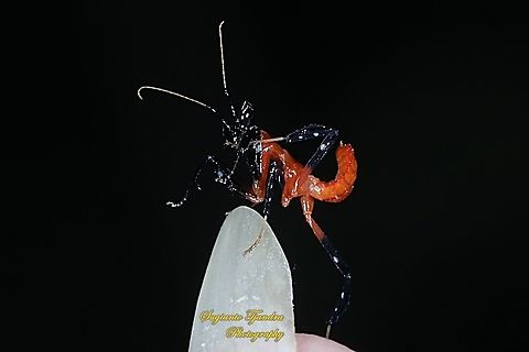 Kung Fu Mantis - Orchid Mantis young nymph (Hymenopus coronatus)  Geotagged,Hymenopus coronatus,Indonesia,Malaysian Orchid Mantis,Spring