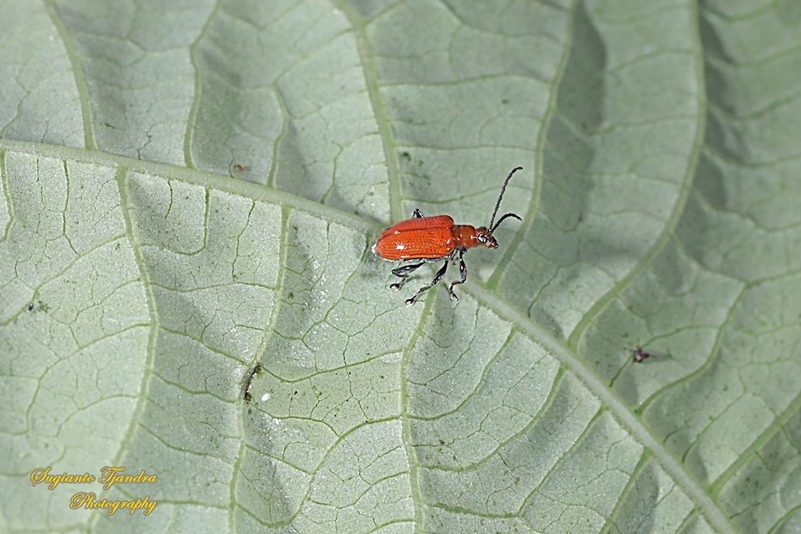 Orange leaf beetle, Chrysomelidae  Geotagged,Indonesia,Spring