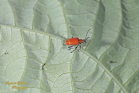 Orange leaf beetle, Chrysomelidae  Geotagged,Indonesia,Spring
