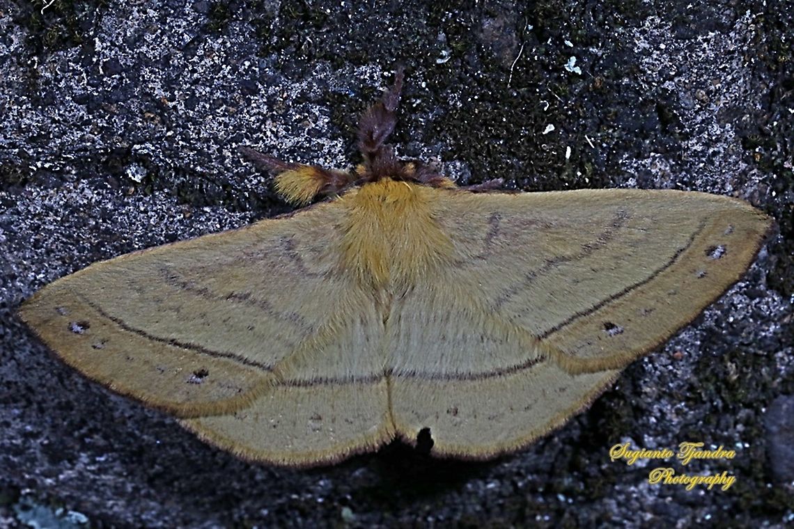 Monkey Moth, Eupterote sp., Eupterotidae  Geotagged,Indonesia,Spring