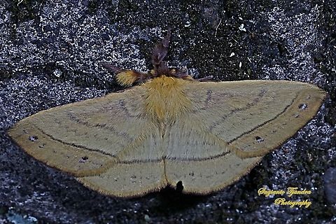 Monkey Moth, Eupterote sp., Eupterotidae  Geotagged,Indonesia,Spring