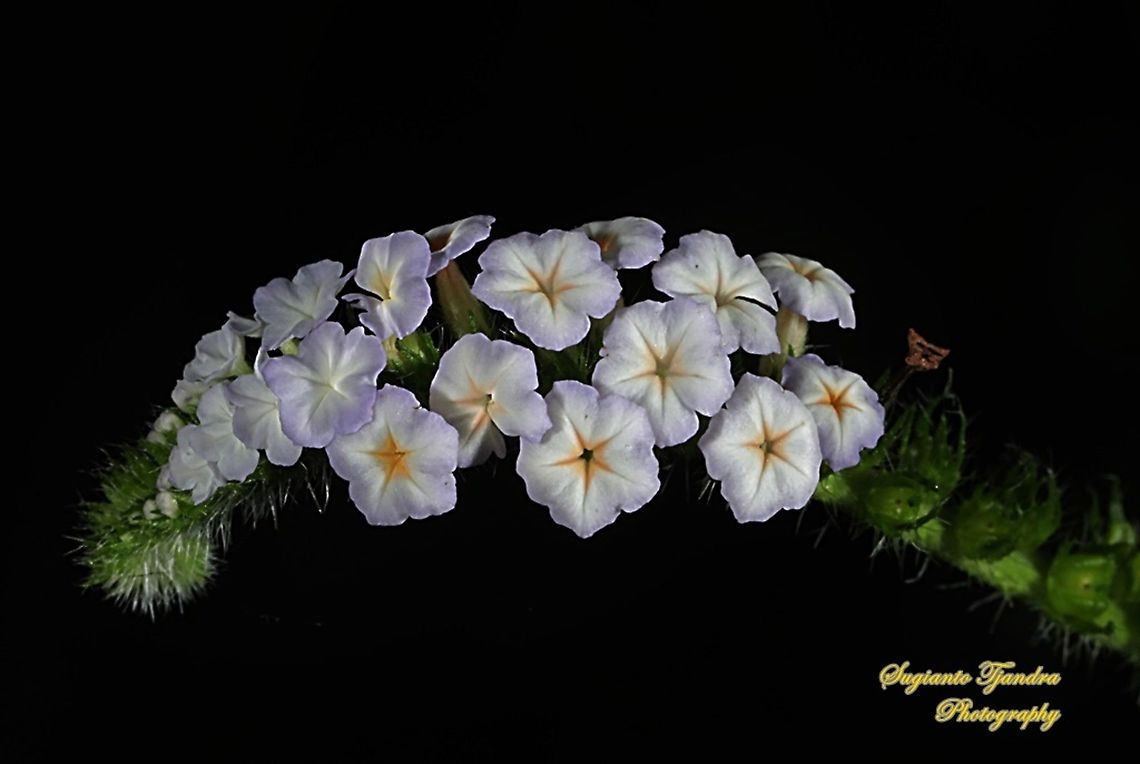 Sangketan (Indian Heliotrope), Heliotropium indicum  Geotagged,Heliotropium indicum,Indian heliotrope,Indonesia,Spring