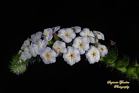 Sangketan (Indian Heliotrope), Heliotropium indicum  Geotagged,Heliotropium indicum,Indian heliotrope,Indonesia,Spring