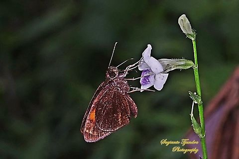 Skipper Butterfly, The Bright Red Velvet Bob, Koruthaialos sindu sucking nectar on the Chinese Violet Weed flower, Asystasia gangetica  Bright red velvet bob,Geotagged,Indonesia,Koruthaialos sindu,Spring