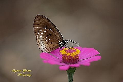Climena Crow Butterfly, Euploea climena sepulehralis sucking nectar on the Zinnia flower  Euploea climena,Geotagged,Indonesia,Spring
