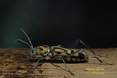 Bamboo Tiger Longhorn Beetle, Chlorophorus annularis (family Cerambycidae)  Chlorophorus annularis,Geotagged,Indonesia,Spring