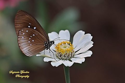 Climena Crow Butterfly, Euploea climena sepulehralis sucking nectar on the Zinnia flower  Euploea climena,Geotagged,Indonesia,Spring