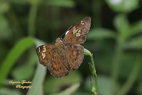 The Fulvous Pied Flat Butterfly, Pseudocoladenia dan dhyana (family Hesperiidae, subfamily Pyrginae)  Fulvous Pied Flat,Geotagged,Indonesia,Pseudocoladenia dan,Spring