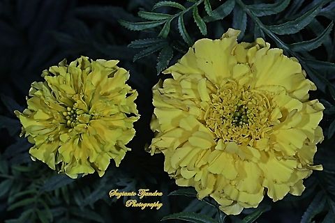 Mexican marigold, Tagetes erecta  Geotagged,Indonesia,Mexican marigold,Spring,Tagetes erecta