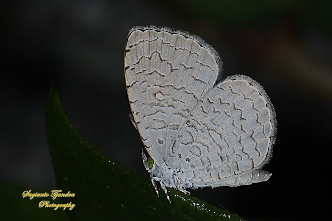 Apefly Butterfly, Spalgis epius titius  Apefly,Geotagged,Indonesia,Spalgis epeus,Spring