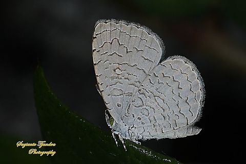 Apefly Butterfly, Spalgis epius titius  Apefly,Geotagged,Indonesia,Spalgis epeus,Spring