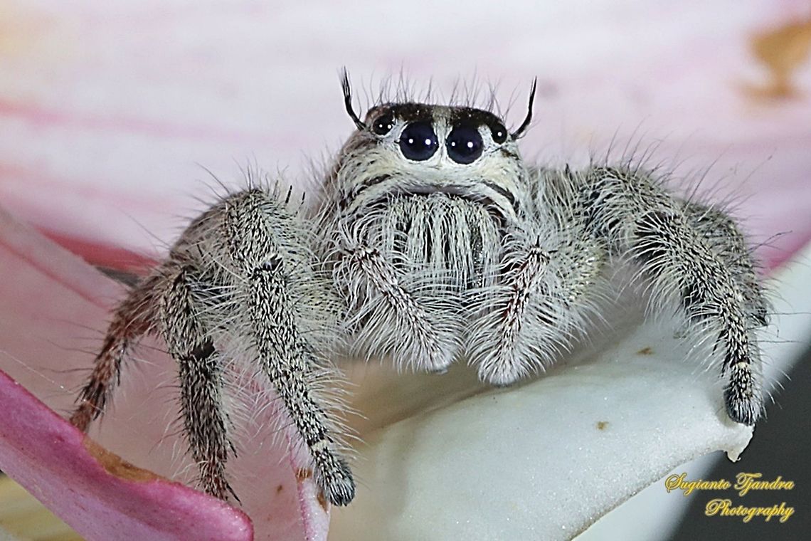 Hyllus jumping spider, Salticidae  Geotagged,Indonesia,Spring