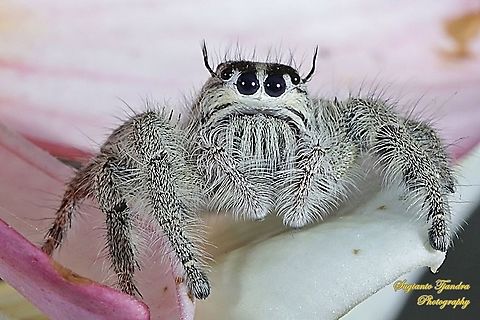 Hyllus jumping spider, Salticidae  Geotagged,Indonesia,Spring