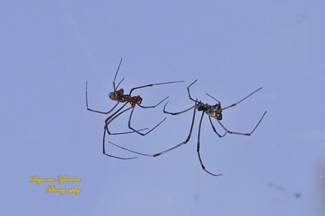 The pear-shaped leucauge Spider, Opadometa fastigata, family Tetragnathidae  Geotagged,Indonesia,Opadometa fastigata,Pear-shaped Leucauge,Spring