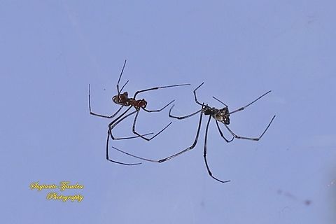 The pear-shaped leucauge Spider, Opadometa fastigata, family Tetragnathidae  Geotagged,Indonesia,Opadometa fastigata,Pear-shaped Leucauge,Spring