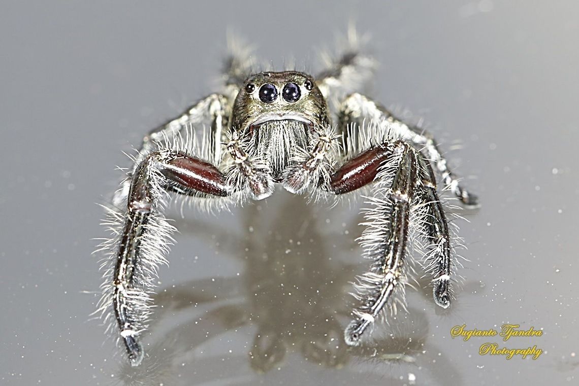 Green metallic Jumping Spider  Geotagged,Indonesia,Spring