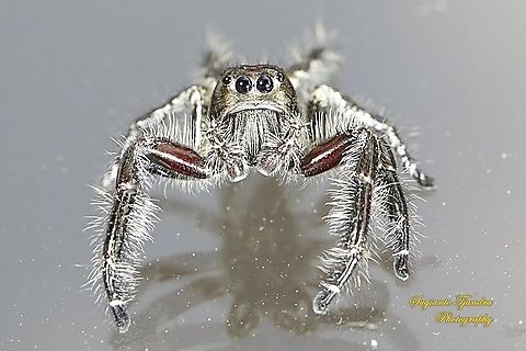 Green metallic Jumping Spider  Geotagged,Indonesia,Spring