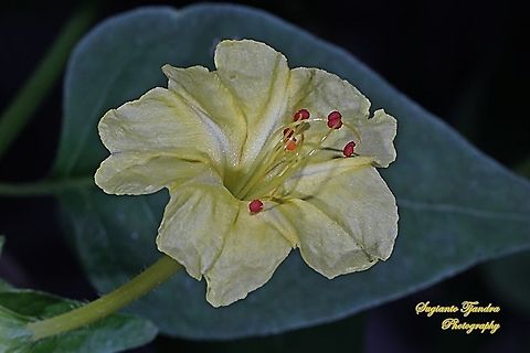 Kembang Pukul 4, Mirabilis Jalapa (Nyctaginaceae)  Geotagged,Indonesia,Marvel of Peru,Mirabilis jalapa,Spring