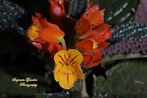 The sunset bells flowers, Chrysothemis pulchella  Chrysothemis pulchella,Geotagged,Indonesia,Spring