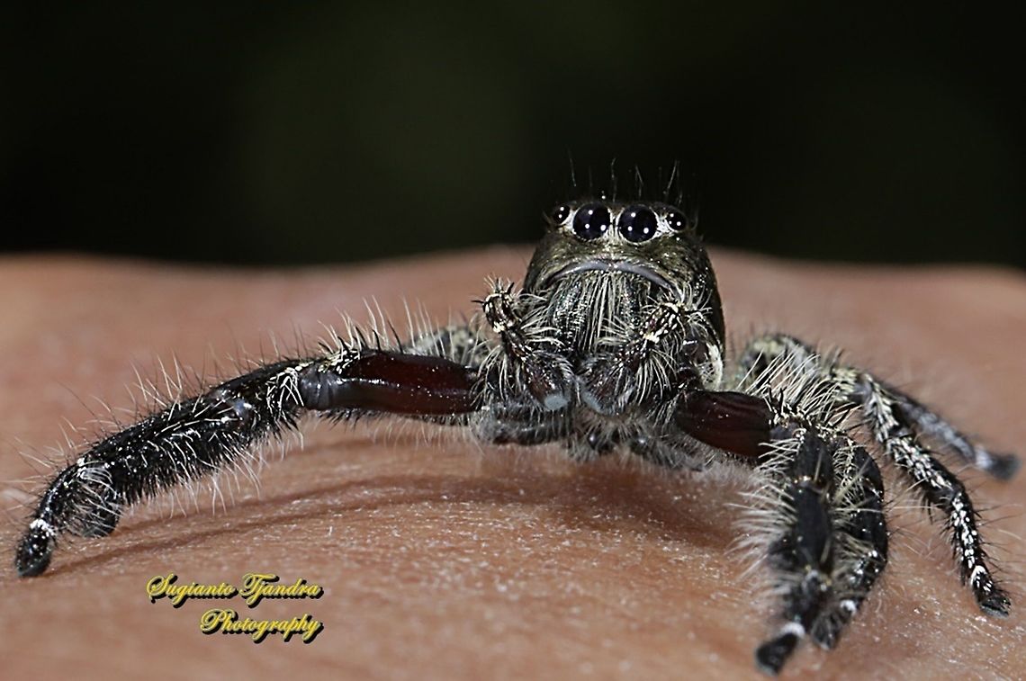 Green metallic Jumping Spider  Geotagged,Indonesia,Spring