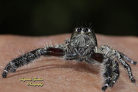 Green metallic Jumping Spider  Geotagged,Indonesia,Spring