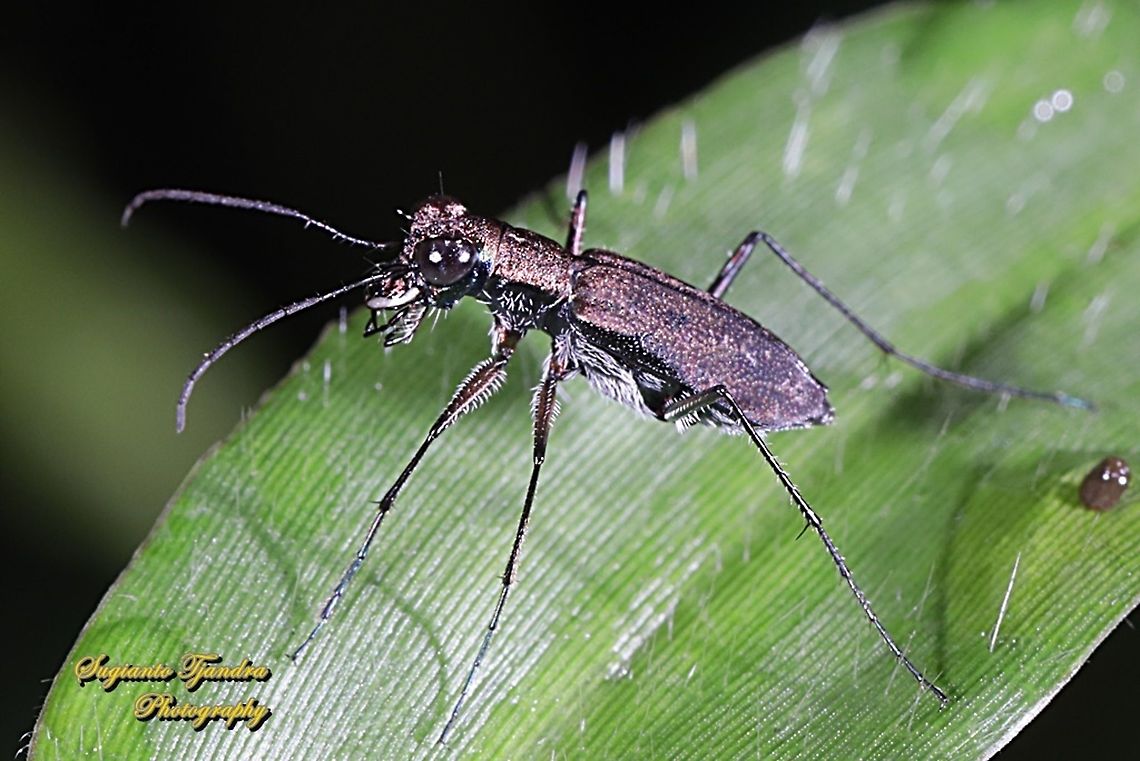 Brown Tiger Beetle, Cicindelidae  Geotagged,Indonesia,Spring