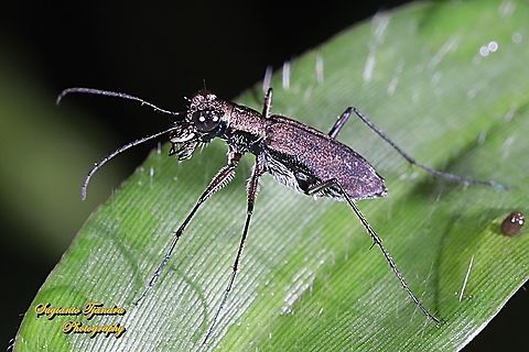 Brown Tiger Beetle, Cicindelidae  Geotagged,Indonesia,Spring