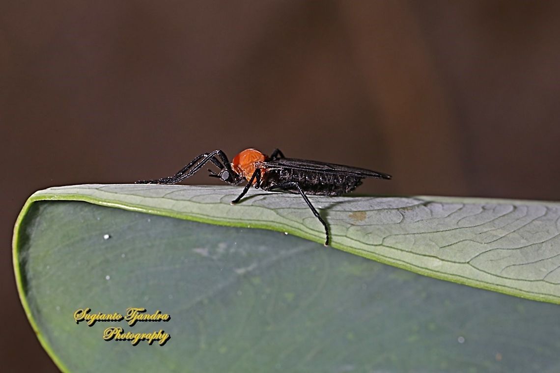 Lovebug/March fly, Plecia nearctica Sp, Bibionidae  Geotagged,Indonesia,Love bugs,Plecia nearctica,Spring