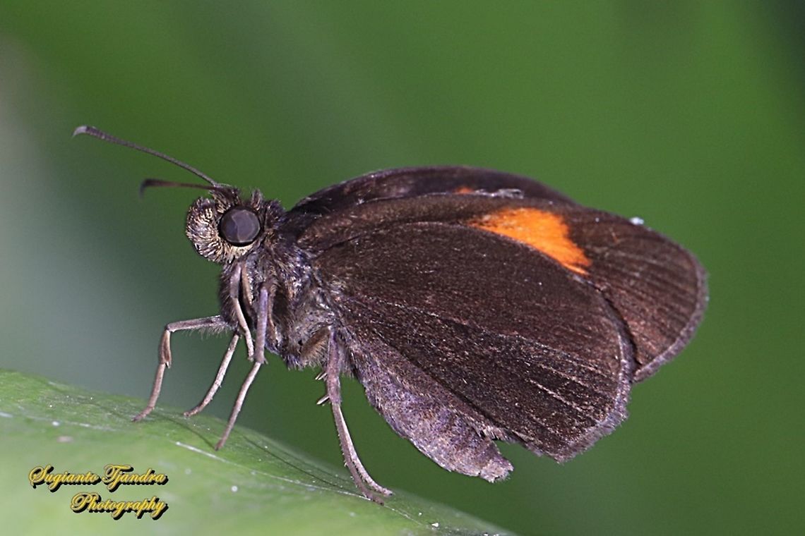 Skipper Butterfly, The Bright Red Velvet Bob, Koruthaialos sindu  Bright red velvet bob,Geotagged,Indonesia,Koruthaialos sindu,Spring