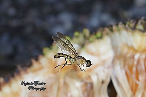 Yellow Soldier fly, Ptecticus elongatus, Stratiomyidae  Geotagged,Indonesia,Ptecticus elongatus,Spring