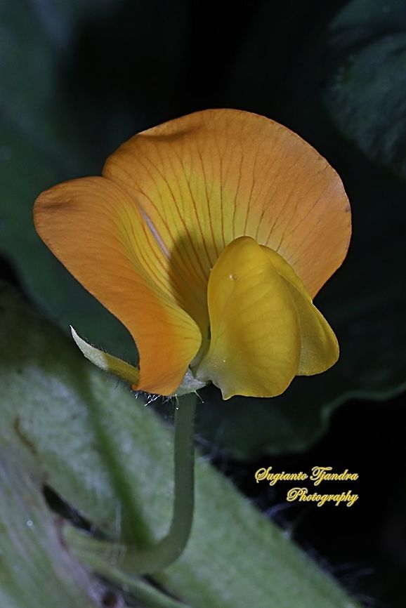 Peanut flower, Arachis hypogaea  Arachis hypogaea,Geotagged,Indonesia,Peanut,Spring