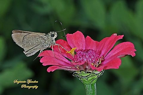 Skipper Butterfly, small branded swift, Pelopidas agna sucking nectar on the Zinnia flower  Dark branded swift,Geotagged,Indonesia,Pelopidas agna,Spring
