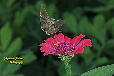Skipper Butterfly, small branded swift, Pelopidas agna flying off from a Zinnia flower  Dark branded swift,Geotagged,Indonesia,Pelopidas agna,Spring