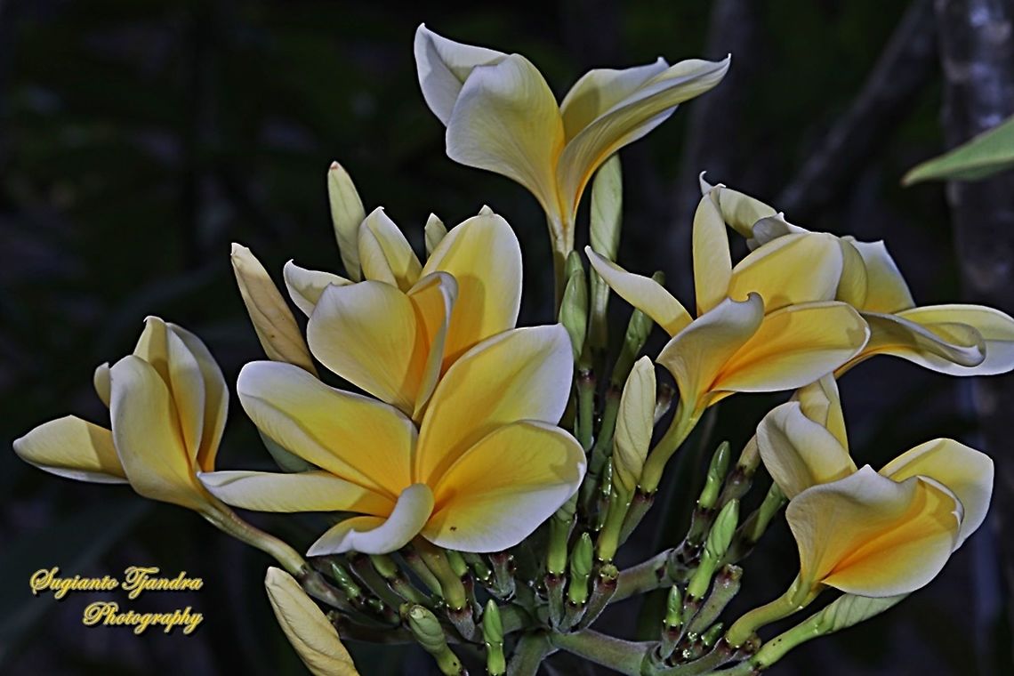Bunga Kamboja/Plumeria (Apocynaceae)  Geotagged,Indonesia,Plumeria alba,Spring,plumeria alba