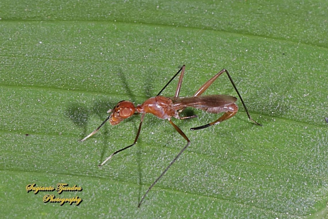 Stilt-Legged Fly (Taeniaptera trivittata), Family Micropezidae  Geotagged,Indonesia,Spring,Taeniaptera trivittata
