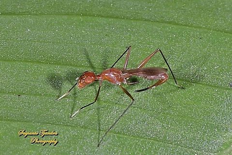 Stilt-Legged Fly (Taeniaptera trivittata), Family Micropezidae  Geotagged,Indonesia,Spring,Taeniaptera trivittata