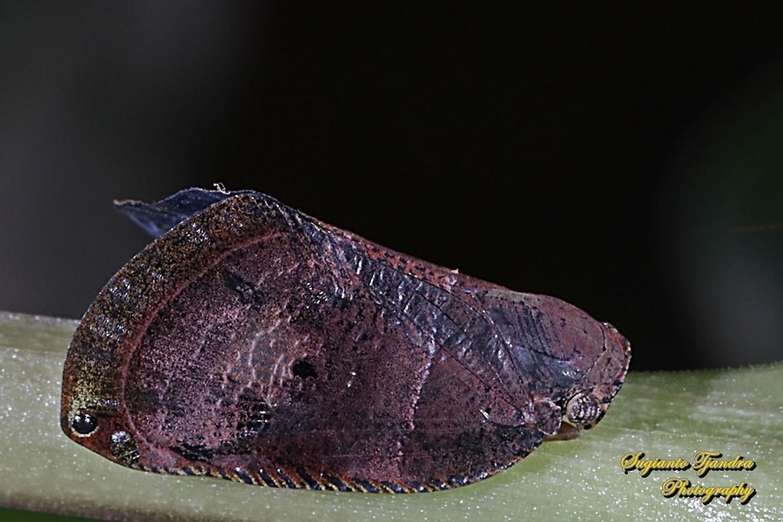 Brown planthopper (unknown ID)  Geotagged,Indonesia,Spring