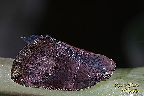 Brown planthopper (unknown ID)  Geotagged,Indonesia,Spring