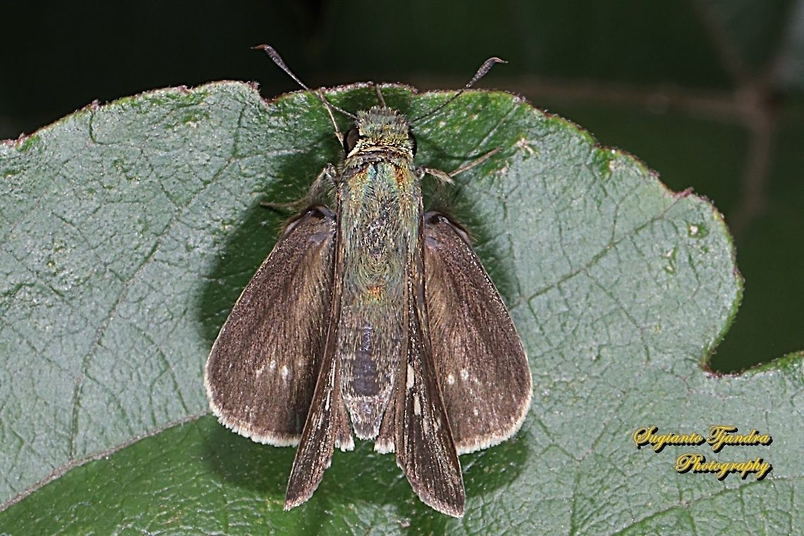 Skipper Butterfly, small branded swift, Pelopidas agna  Dark branded swift,Geotagged,Indonesia,Pelopidas agna,Spring