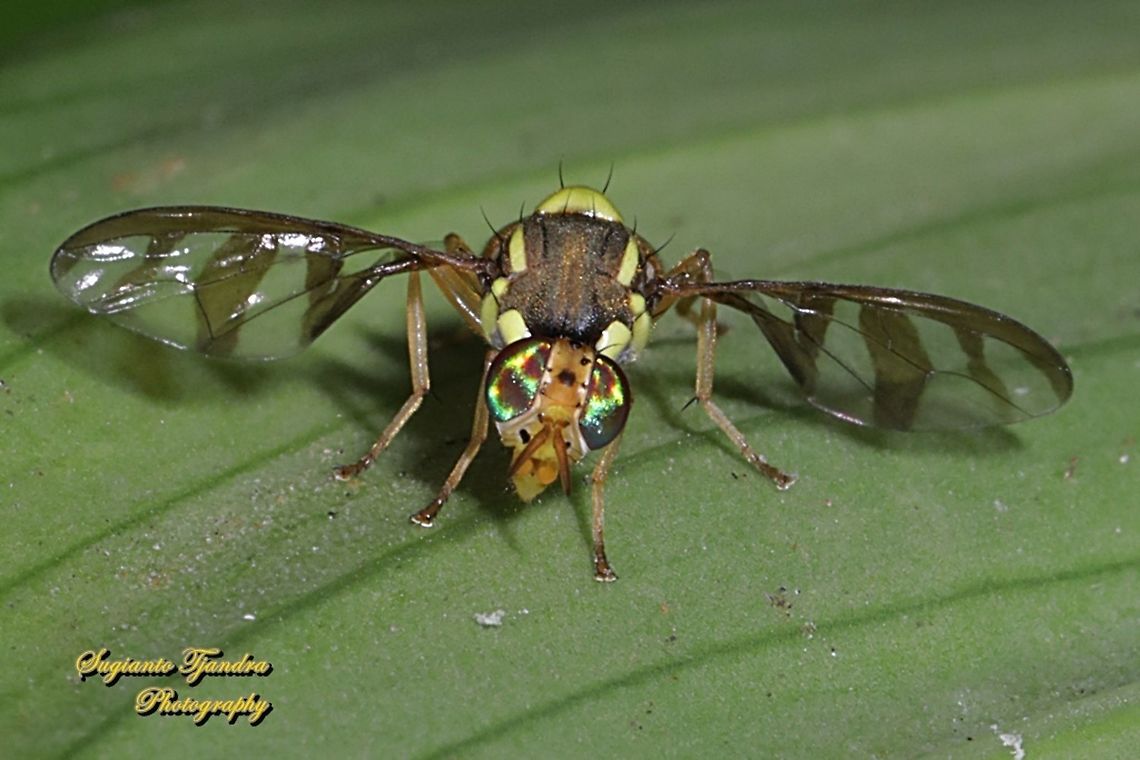 Breadfruit fly, Bactrocera umbrosa (Fabricius)  Bactrocera umbrosa,Geotagged,Indonesia,Spring