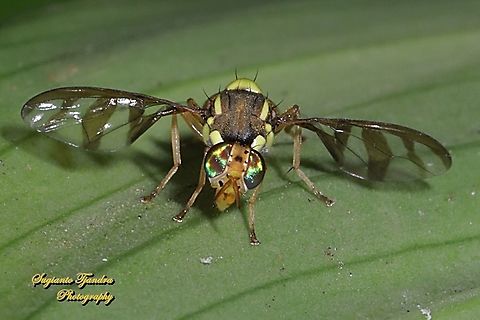 Breadfruit fly, Bactrocera umbrosa (Fabricius)  Bactrocera umbrosa,Geotagged,Indonesia,Spring