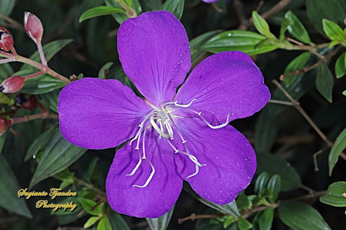 Princess Flower, Tibouchina urvilleana (Melastomataceae Sp)  Geotagged,Indonesia,Spring,Tibouchina urvilleana