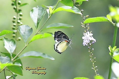 The Jezebel, Delias belisima belisima  Delias descombesi,Geotagged,Indonesia,Redspot Jezebel,Spring