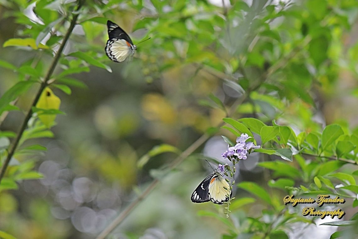 A pair of Jezebel butterflies, Delias belisima belisima  Delias descombesi,Geotagged,Indonesia,Redspot Jezebel,Spring