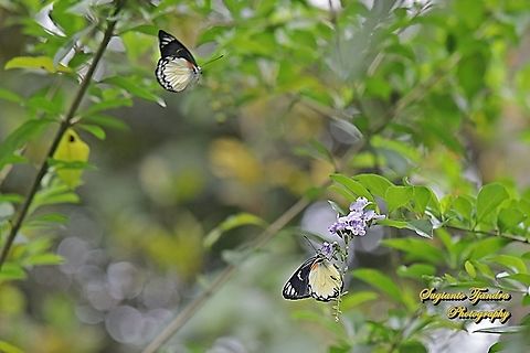 A pair of Jezebel butterflies, Delias belisima belisima  Delias descombesi,Geotagged,Indonesia,Redspot Jezebel,Spring