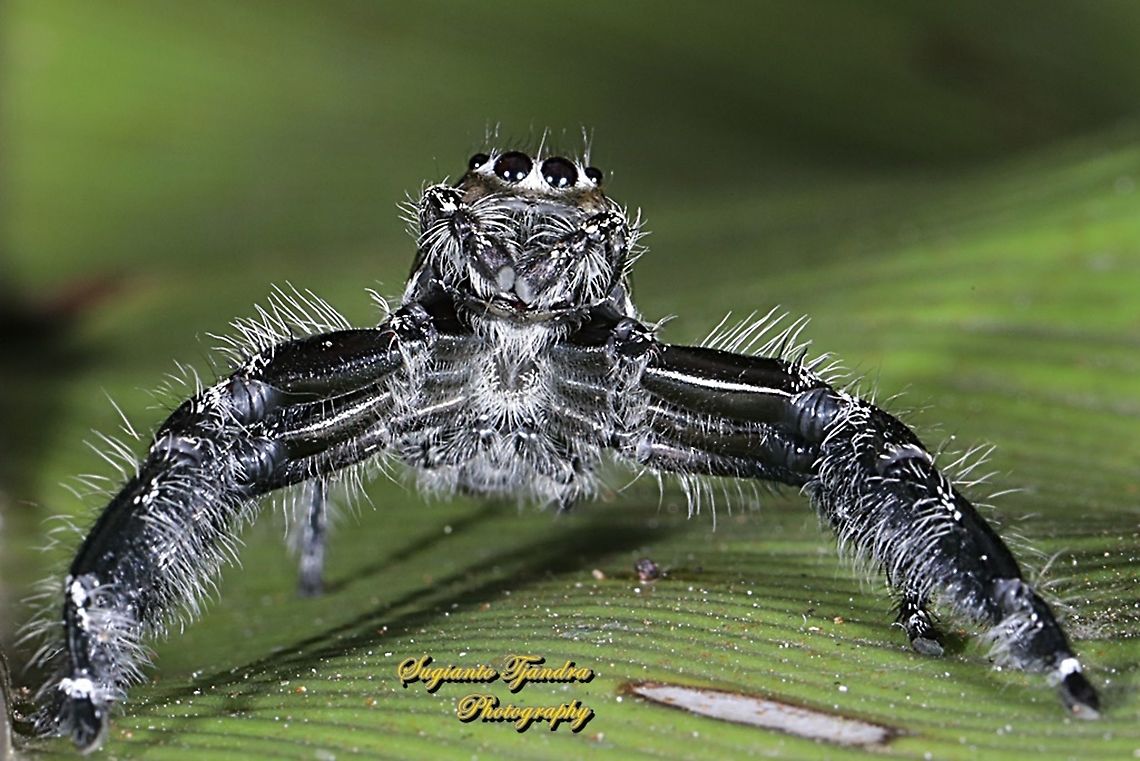 Green metallic Jumping Spider  Geotagged,Indonesia,Spring