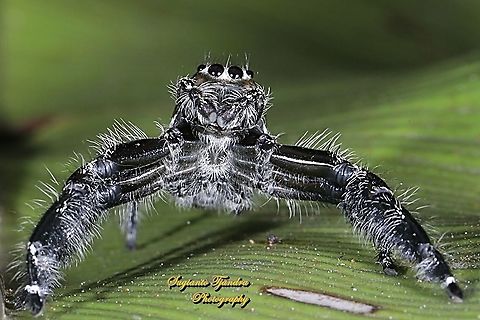 Green metallic Jumping Spider  Geotagged,Indonesia,Spring
