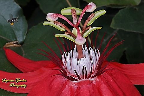 A Stingless Honey Bee (Meliponini) looking for nectar on the Crimson Passion Flower, PassifloraVitifolia (Passifloraceae)  Crimson passion flower,Geotagged,Indonesia,Passiflora vitifolia,Spring