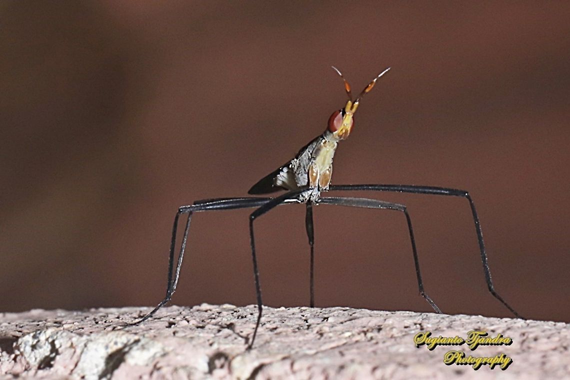 Banana Stalk flies, Neriidae  Geotagged,Indonesia,Spring